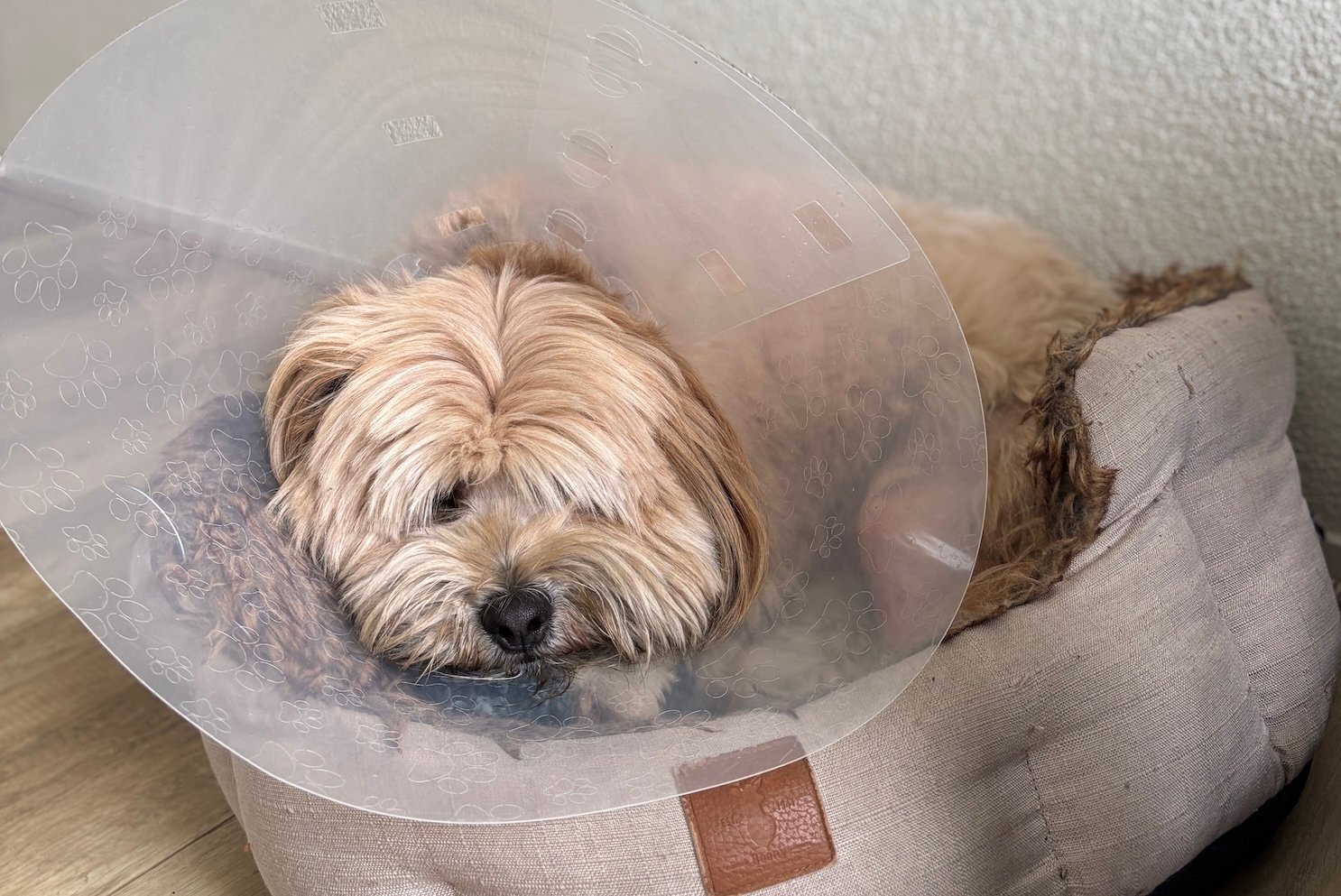Communicatie met honden is net als met AI