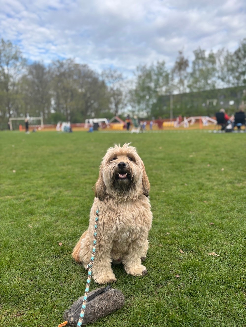 Signalen van de hond tijdens agility - intuitie