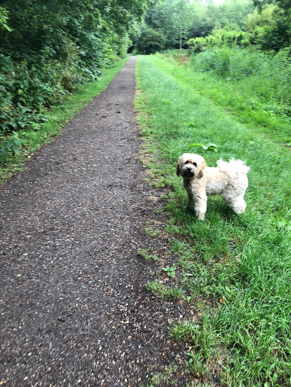 inszichten-tijdens-wandelen