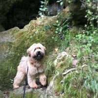 loslaten leren van de dieren